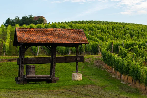 Traditional old grapes, vine press in vineyard