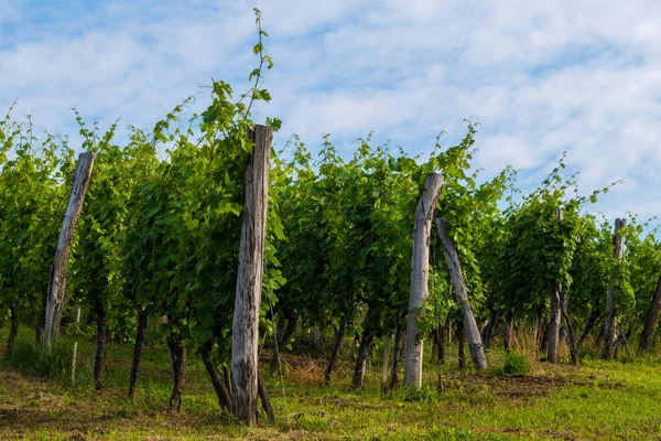 Yaz sabah, üzüm asmaları satırlara, Europe dikilmiş bağ
