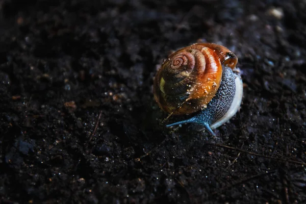 Close up of snail on dark soil — Stock Photo, Image