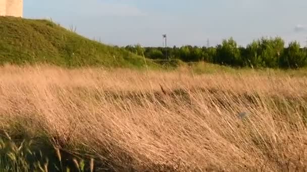 Old small stone church of St. Nicholas on hill near city of Nin in Croatia — Stock Video