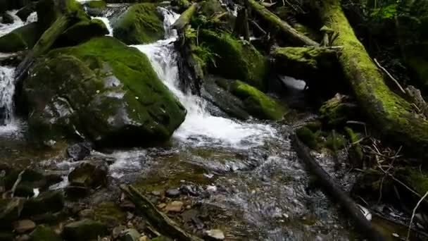 Fluxo de montanha florestal que corre sobre rochas — Vídeo de Stock