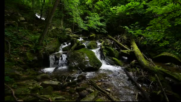 Bosque montaña arroyo corriendo sobre rocas — Vídeo de stock