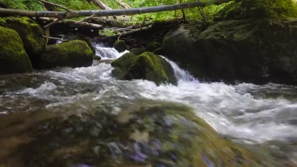 Forest mountain stream running over rocks — Stock Video