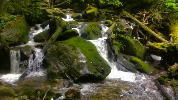 Ruisseau de montagne forestier qui traverse les rochers — Video