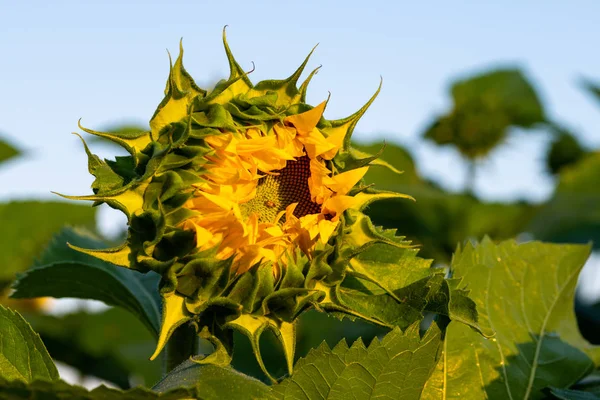 Sunflower field in morning sunlight — Stock Photo, Image