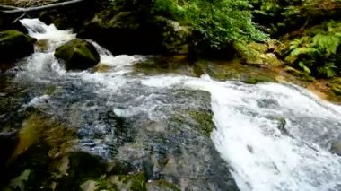 Dağ nehir - kalın yeşil orman, Bistriski Vintgar, Slovenya akan dere