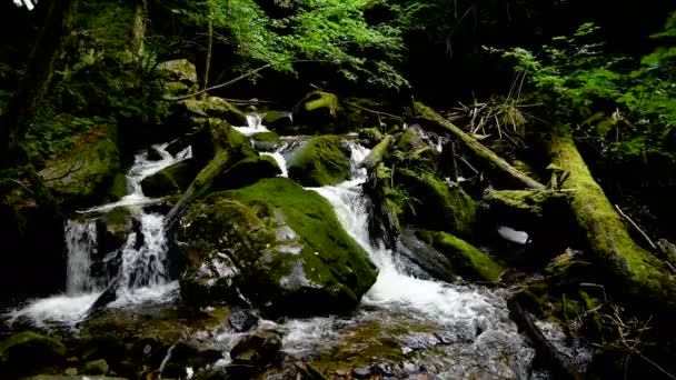 Fiume di montagna - torrente che scorre attraverso una fitta foresta verde, Bistriski Vintgar, Slovenia — Video Stock