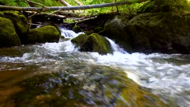 산 강-스트림 흐르는 두꺼운 녹색 숲, Bistriski Vintgar, 슬로베니아 — 비디오