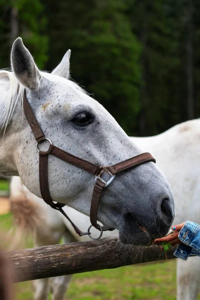Weiße Lipizzanische Pferde Die Von Einem Jungen Stall Mit Gras — Stockfoto
