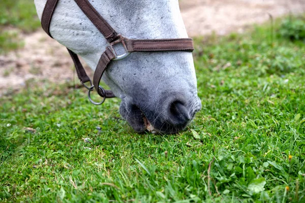 Lipizzan 马放牧稳定 Lipizzan 马是罕见的品种和最著名的维也纳西班牙骑马学校和种马农场在利皮查 斯洛文尼亚 — 图库照片