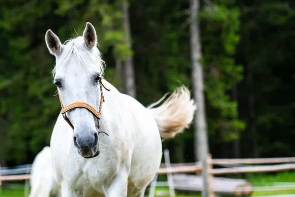 Lipizzaner Laufen Galoppieren Stall Lipizzaner Sind Eine Seltene Rasse Und — Stockfoto