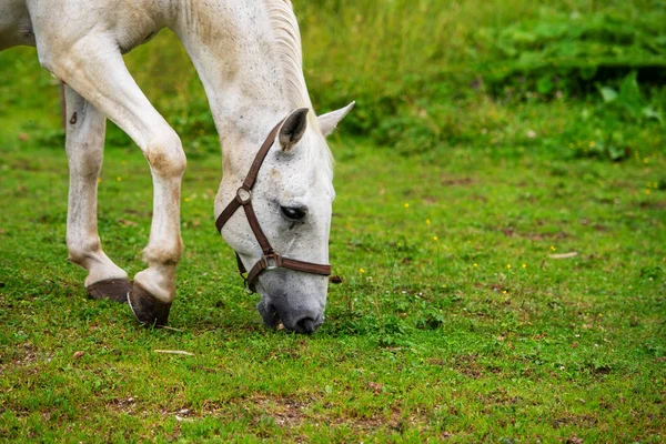 Weiße Lipizzaner weiden im Stall — Stockfoto