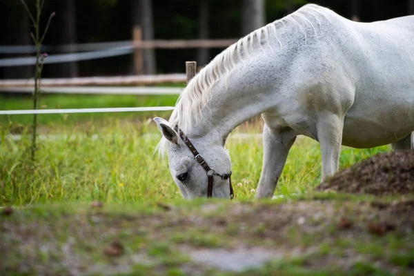 Weiße Lipizzaner weiden im Stall — Stockfoto