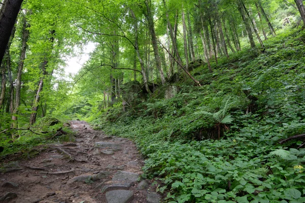 Trilha de caminhadas na exuberante floresta verde no verão — Fotografia de Stock