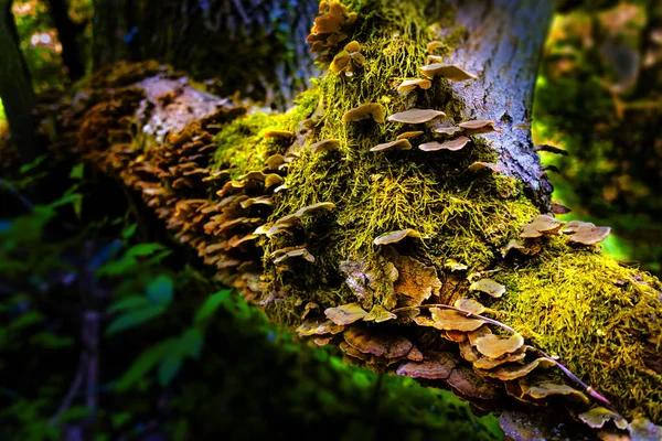 Un primo piano di funghi su tronco d'albero coperto muschio — Foto Stock