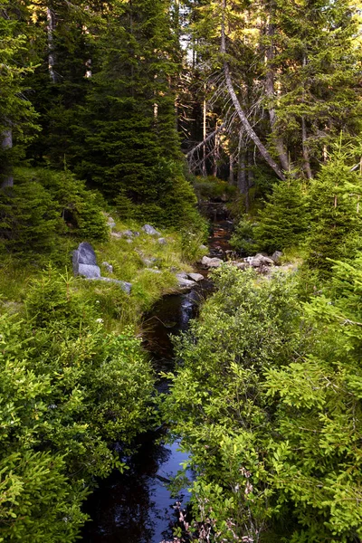 नैसर्गिक रिझर्व्ह क्रनो जेझेरो स्लोव्हेनियाच्या पोरोर्जे डोंगरावर प्राचीन घनदाट जंगल आणि अस्पृश्य निसर्गासह काळा तलाव — स्टॉक फोटो, इमेज
