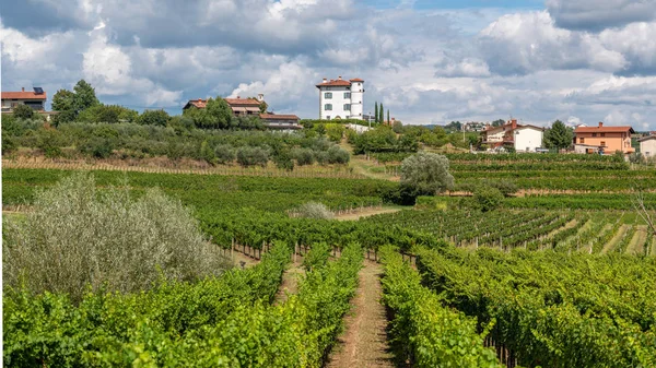 Viñedos y plantación de olivos frente al pueblo de Ceglo, también Zegla en la famosa región vinícola eslovena de Goriska Brda, iluminada por el sol y las nubes en el fondo — Foto de Stock
