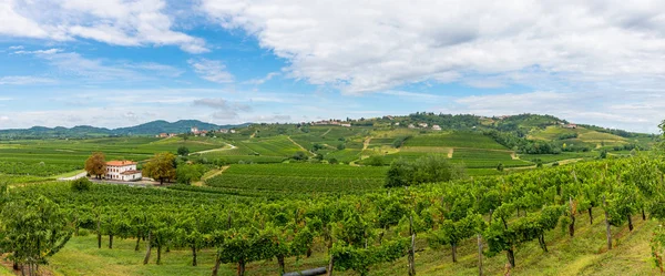 Viñedos con hileras de vid en Gorska Brda, Eslovenia — Foto de Stock