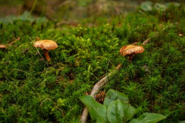 Ormandaki yeşil yosun üzerinde kahverengi ve sarı mushrrom