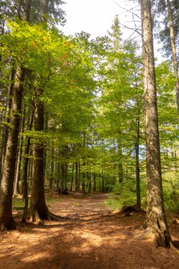 Ormanda siyah lake, Crno doğal rezerv jezero, Slovenya üzerinden iz
