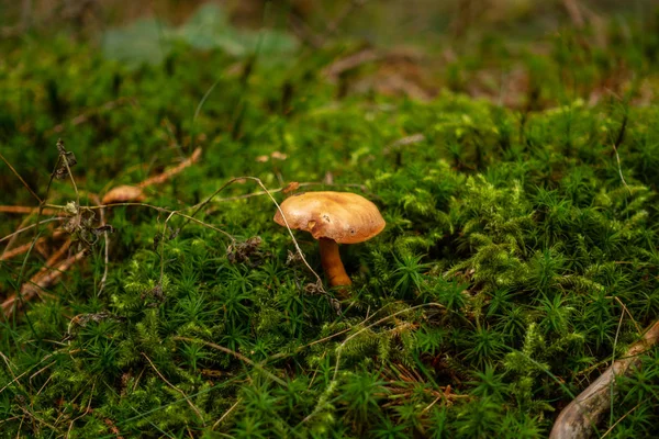 Muschio marrone e giallo su muschio verde nella foresta — Foto Stock