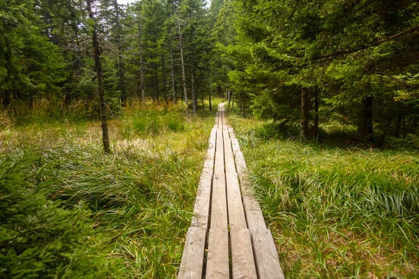 Дерев'яні foothpat, міст, boardwalk веде через marshland, в лісі, Похор'є, Словенія — стокове фото