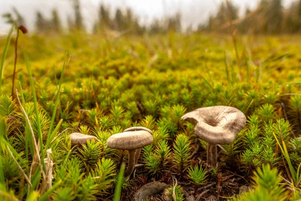 Brunt och gult mushrrom på grön mossa i skogen — Stockfoto