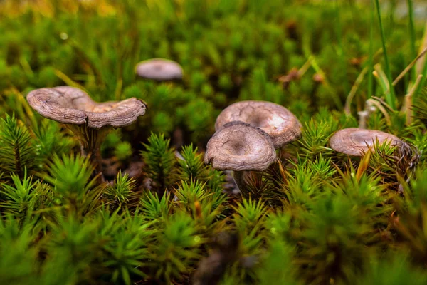Brauner und gelber Pilz auf grünem Moos im Wald — Stockfoto