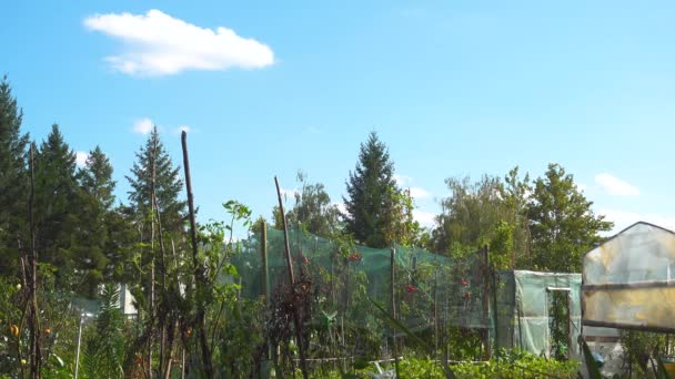 Kleingartenanlage im Spätsommer vor der Ernte — Stockvideo