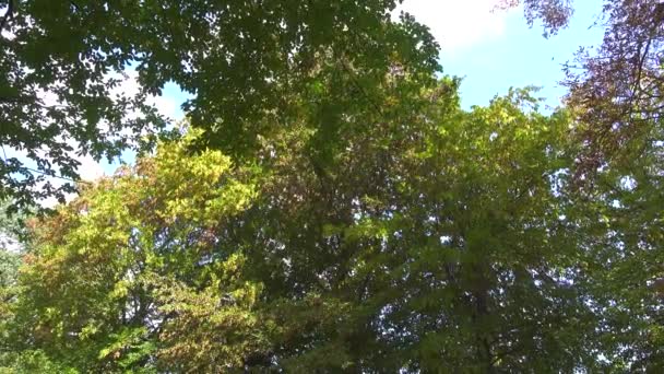 Couronnes d'arbres dans le parc public au début de l'automne feuillage — Video