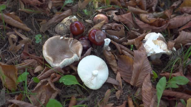 Cogumelos e castanhas no chão da floresta com folhagem e grama — Vídeo de Stock