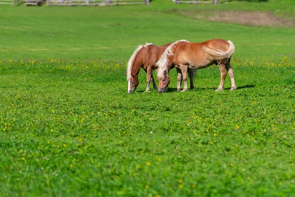 Zwei braune Pferde auf der Weide — Stockfoto