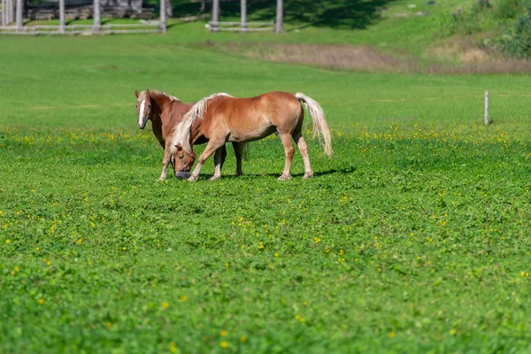Zwei braune Pferde auf der Weide — Stockfoto