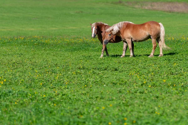 Zwei braune Pferde auf der Weide — Stockfoto