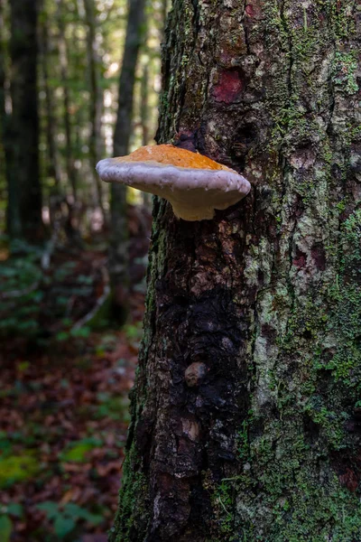 Fungo su albero con muschio verde — Foto Stock