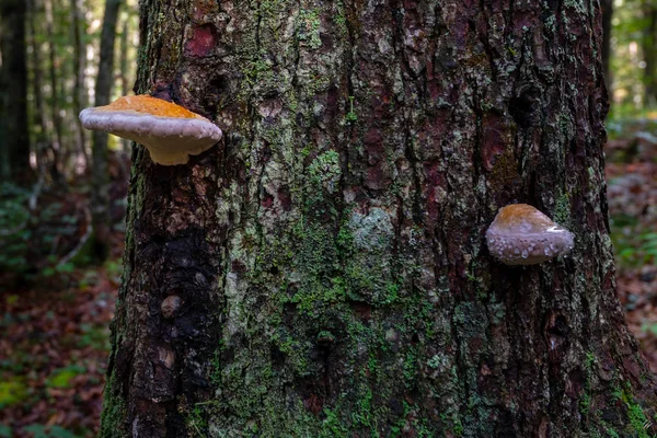 Fungo su albero con gocce di rugiada, corteccia ricoperta di muschio verde — Foto Stock