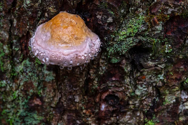 Fungo su albero con gocce di rugiada, corteccia ricoperta di muschio verde — Foto Stock