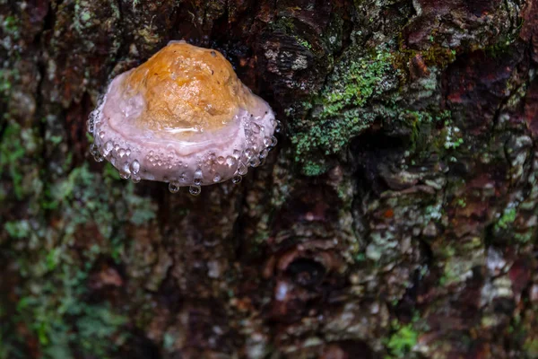 Fungo su albero con gocce di rugiada, corteccia ricoperta di muschio verde — Foto Stock