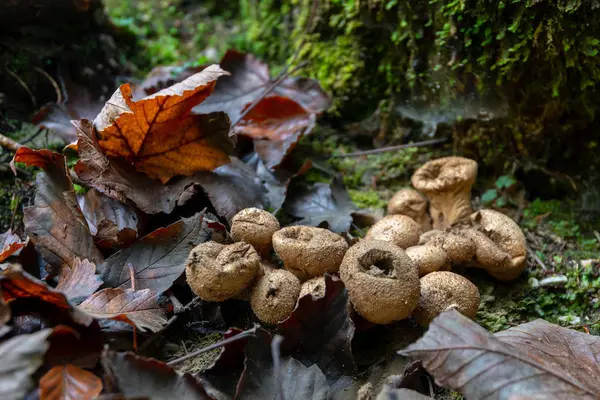 Funghi di palla a palla in foresta con foglie marroni — Foto Stock