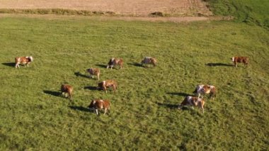 Catlle sürü dağ mera, havadan görüntüleri üzerinde otlatma