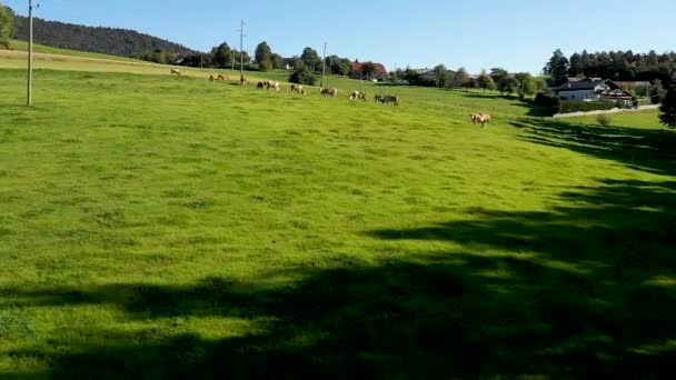 Ganado rebaño pastoreo en pastos de montaña, imágenes aéreas — Vídeos de Stock