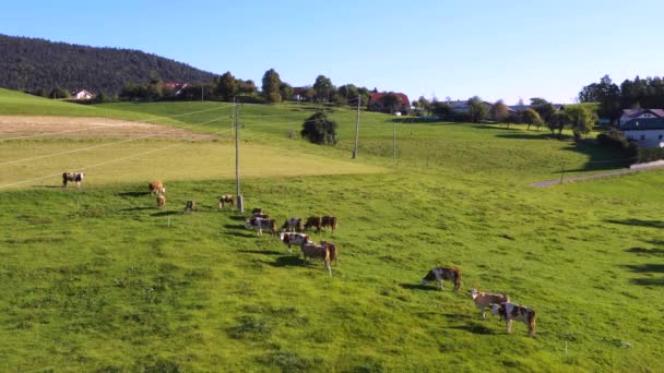 Стадо скота на горных пастбищах, кадры с воздуха — стоковое видео