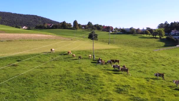 Nötkreatur besättning betar på sommarbete, aerial film — Stockvideo