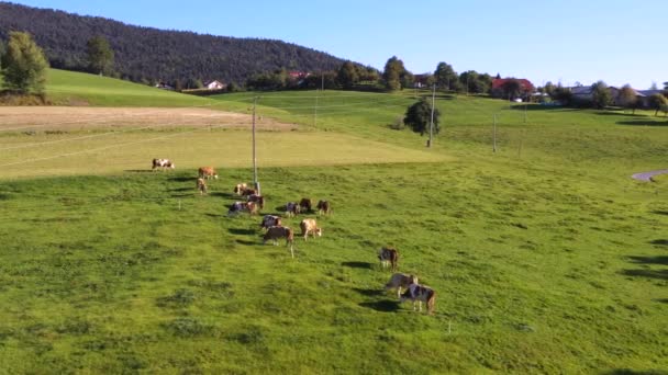 Catlle gregge al pascolo sui pascoli di montagna, riprese aeree — Video Stock