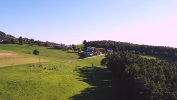 Catlle stádo pasoucích se na horské pastviny, letecké záběry — Stock video
