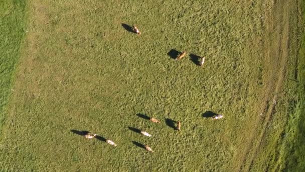 Catlle стадо випасу на гірські пасовища, повітряних кадри — стокове відео