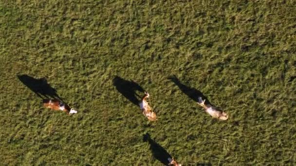 Catlle kudde grazend op de berg weide, luchtfoto beeldmateriaal — Stockvideo