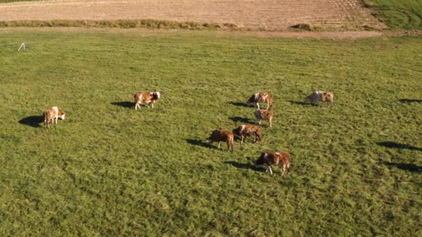 Ganado rebaño pastoreo en pastos de montaña, imágenes aéreas — Vídeos de Stock
