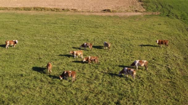 Catlle kudde grazend op de berg weide, luchtfoto beeldmateriaal — Stockvideo