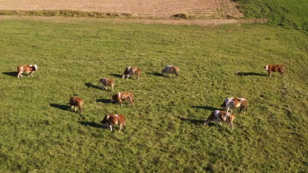 Catlle pâturage de troupeau sur pâturage de montagne, séquences aériennes 